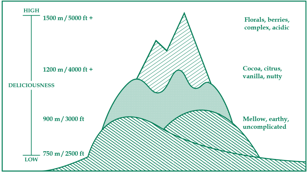 Diagram of layered mountain with each layer corresponding to a range of altitude and related coffee flavor notes. Around 1500 meters, coffee tastes floral, fruity, acidic, and complex. Around 1200 meters, it gives notes of cocoa, citrus, vanilla, and it has a nutty flavor. Around 900 meters and below, it becomes earthier, mellow, and is generally less delicious.