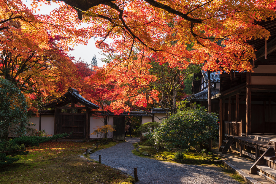 A gravel path beside a Buddhist temple in Kyoto, Japan. Bright red and orange leaves of a Japanese maple hang over the path.