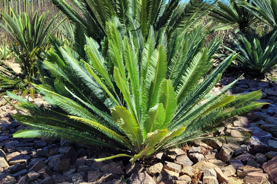 The bushy, palm-tree like leaves of the cycad flaring out from its short trunk near the ground.