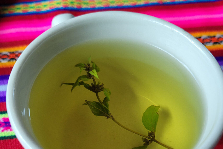 A fresh sprig of muna floating in pale green muna tea in a white cup on a rainbow streaked woven tablecloth